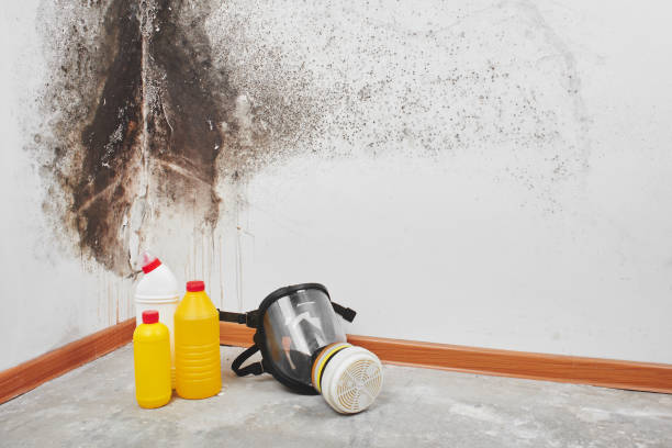 Best Office Mold Removal Services  in Odenville, AL