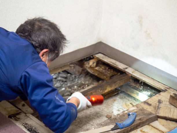 Best Mold Remediation  in Odenville, AL
