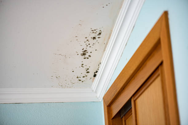 Best Mold Remediation  in Odenville, AL