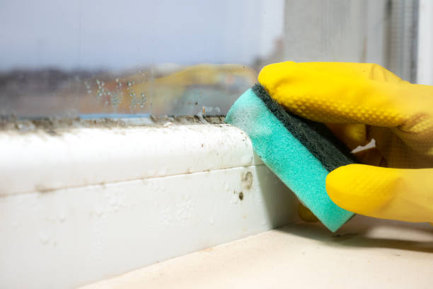 Trusted Odenville, AL Mold Removal Experts