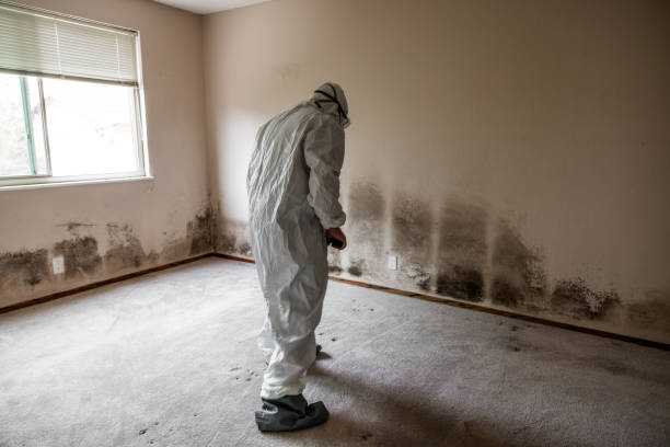 Crawl Space Mold Removal in Odenville, AL