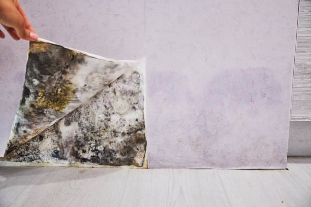 Best Commercial Mold Removal  in Odenville, AL